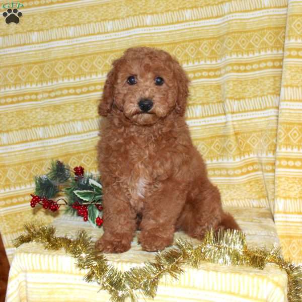 Burt, Mini Goldendoodle Puppy