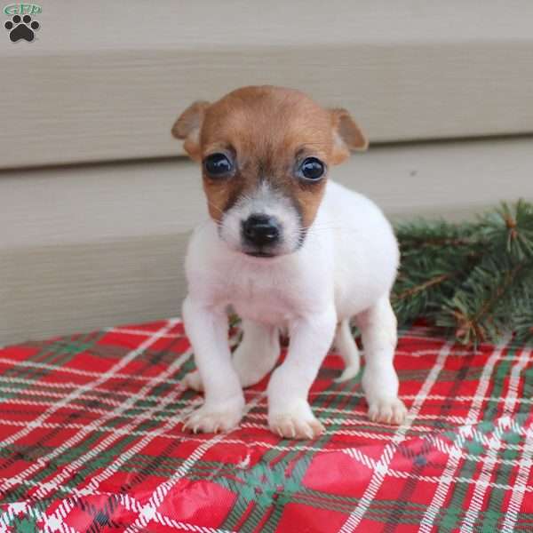 Jolena, Jack Russell Terrier Puppy