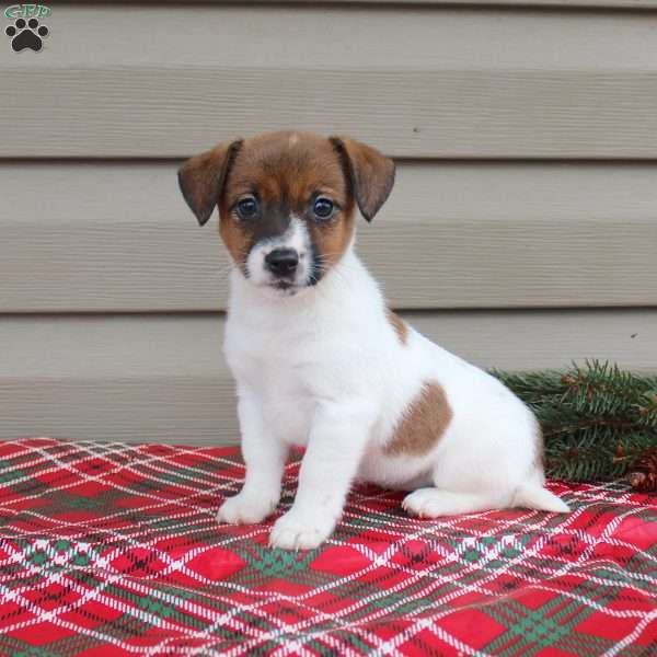 Isabel, Jack Russell Terrier Puppy