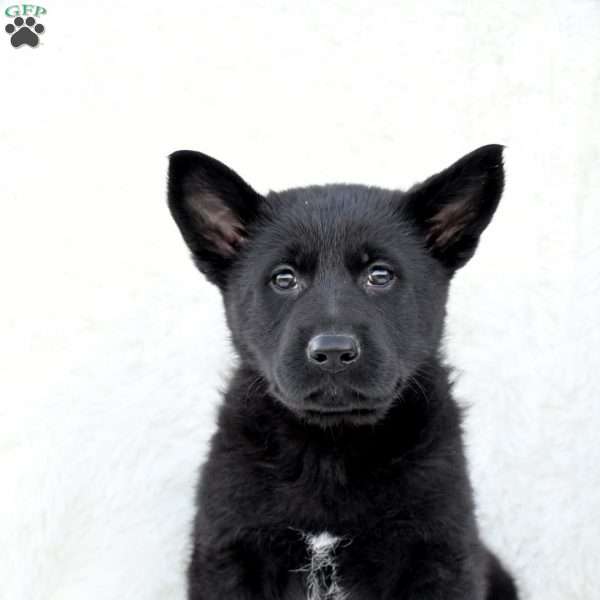 Sniper, German Shepherd Puppy