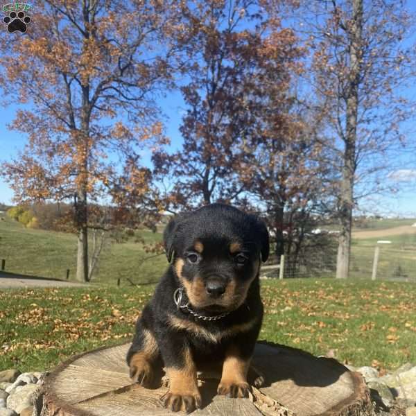 Cleo, Rottweiler Puppy