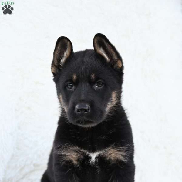 Jake, German Shepherd Puppy