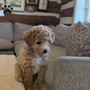 Lucy, Bich-Poo Puppy