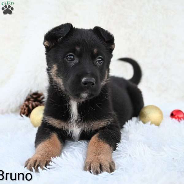 Bruno, German Shepherd Puppy