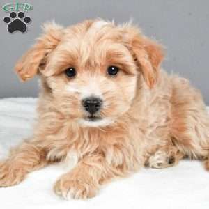 Peppermint, Maltipoo Puppy