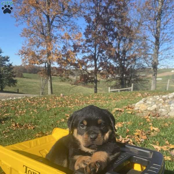 Maverick, Rottweiler Puppy