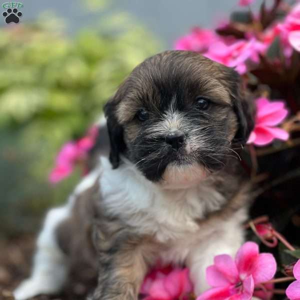 Vance, Cava-Tzu Puppy