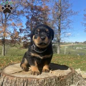 Cleo, Rottweiler Puppy
