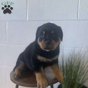 Olive, Rottweiler Puppy