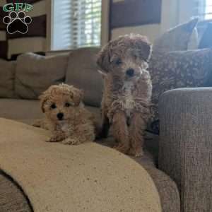 Lucy, Bich-Poo Puppy