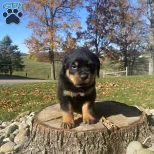 Maverick, Rottweiler Puppy