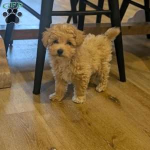 Charlie, Bich-Poo Puppy