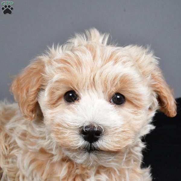 Blizzard, Maltipoo Puppy