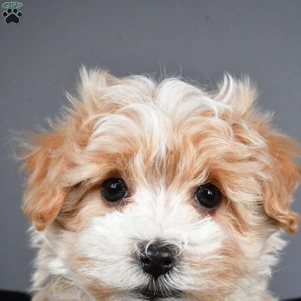 Ralphie, Maltipoo Puppy