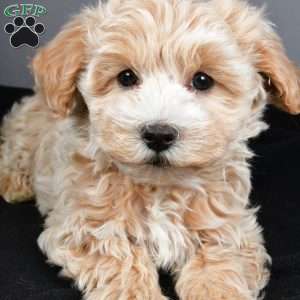 Blizzard, Maltipoo Puppy