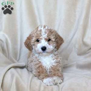 Abby, Mini Goldendoodle Puppy