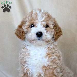 Abby, Mini Goldendoodle Puppy