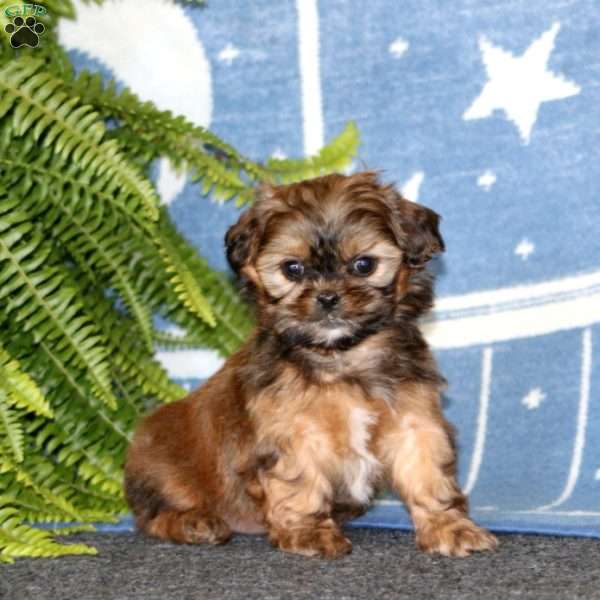 Abby, Shih-Poo Puppy