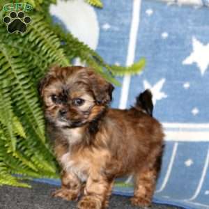 Abby, Shih-Poo Puppy