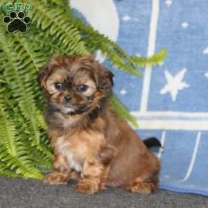 Abby, Shih-Poo Puppy
