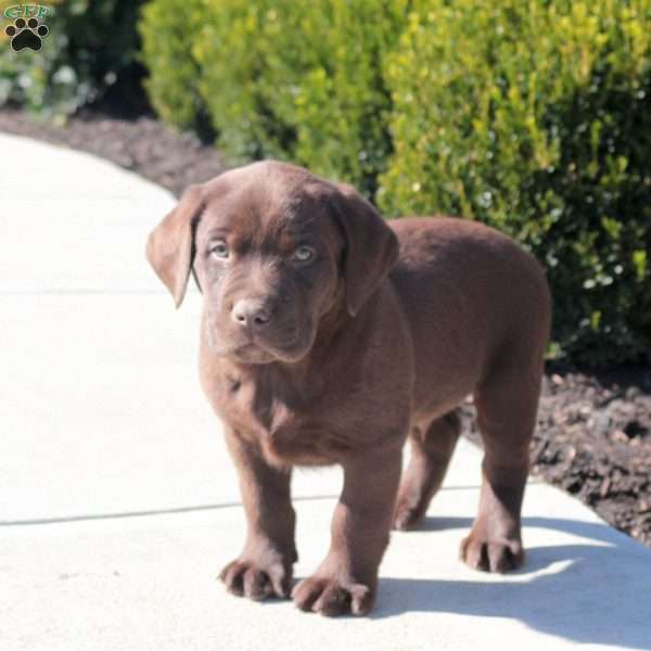 Ace, Chocolate Labrador Retriever Puppy