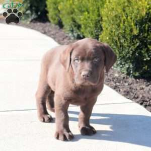 Ace, Chocolate Labrador Retriever Puppy