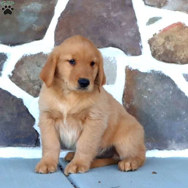Ace, Golden Retriever Puppy