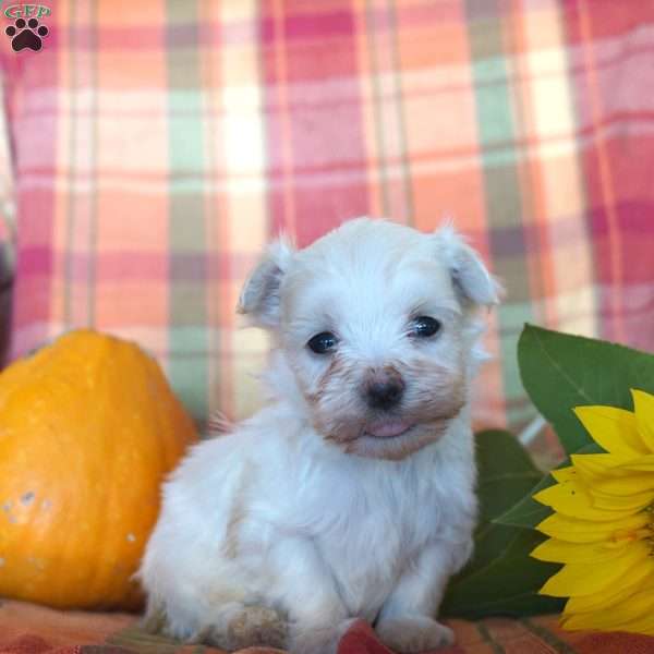 Ace, Maltese Puppy