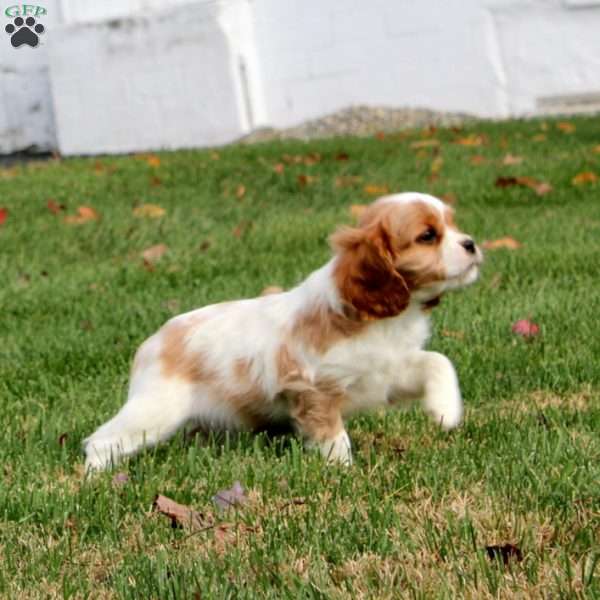 Addie, Cavapoo Puppy