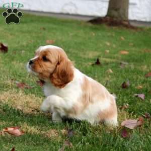 Addie, Cavapoo Puppy