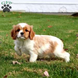 Addie, Cavapoo Puppy
