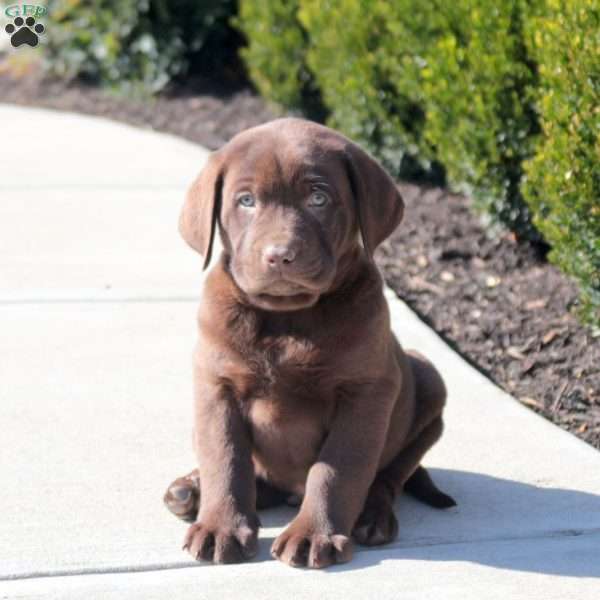 Ajax, Chocolate Labrador Retriever Puppy