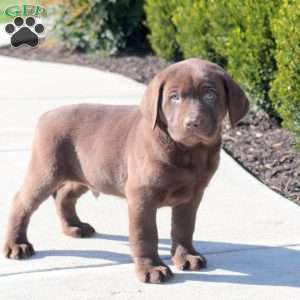 Ajax, Chocolate Labrador Retriever Puppy