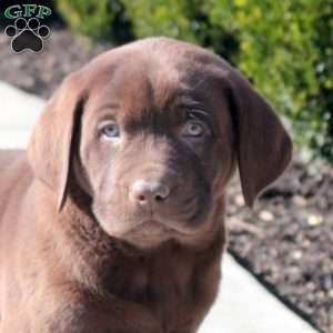 Ajax, Chocolate Labrador Retriever Puppy