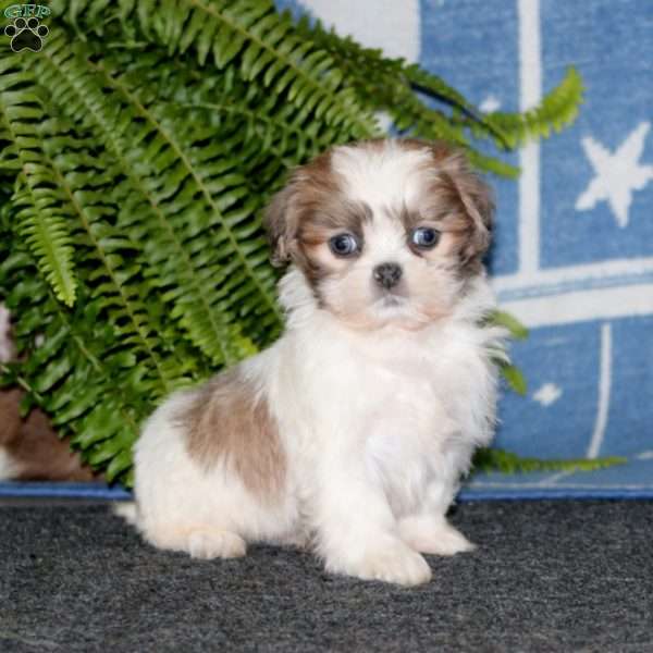 Ajay, Shih-Poo Puppy