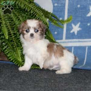 Ajay, Shih-Poo Puppy