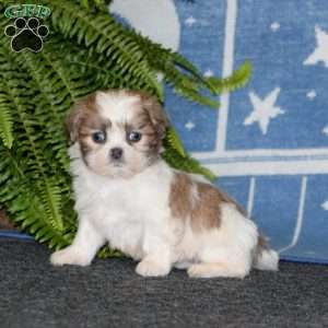 Ajay, Shih-Poo Puppy