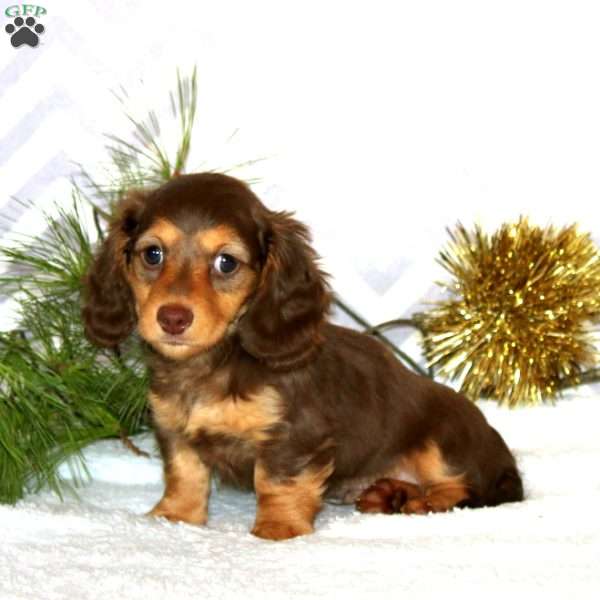 Alan-Mini, Dachshund Puppy