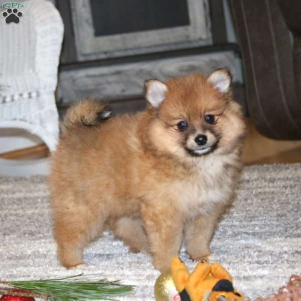 Alec, Pomeranian Puppy