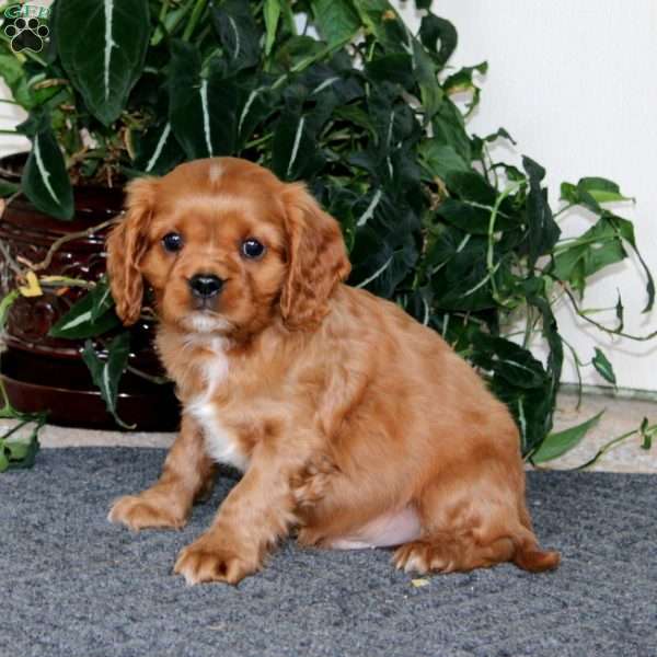 Alec, Cavapoo Puppy