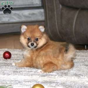 Alec, Pomeranian Puppy