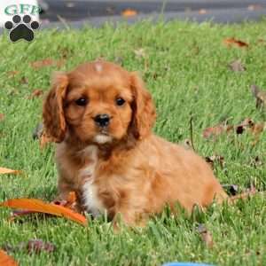 Alec, Cavapoo Puppy