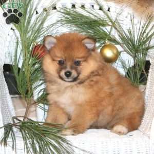 Alec, Pomeranian Puppy