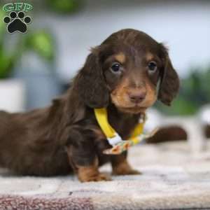 Alex, Dachshund Puppy