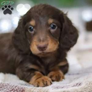 Alex, Dachshund Puppy