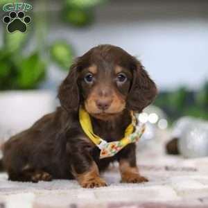 Alex, Dachshund Puppy
