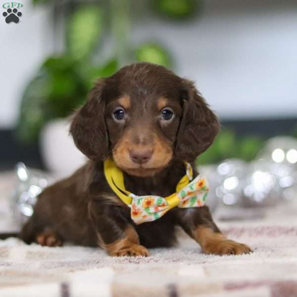 Alex, Dachshund Puppy