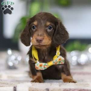 Alex, Dachshund Puppy
