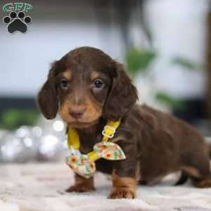 Alex, Dachshund Puppy