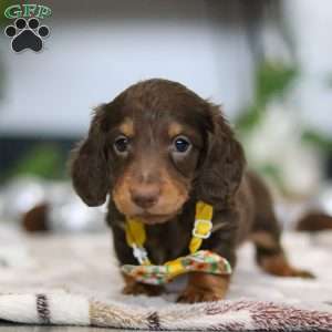 Alex, Dachshund Puppy